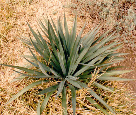 Yucca species